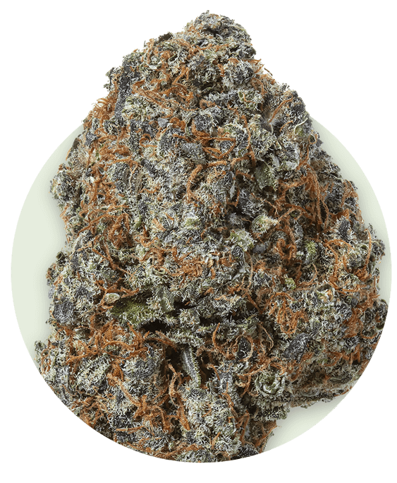 Delta 8 Flower Grand Daddy Purple Sativa Package with product on display